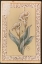 Picture of Rubber Stampede Calla Lilly Stamp